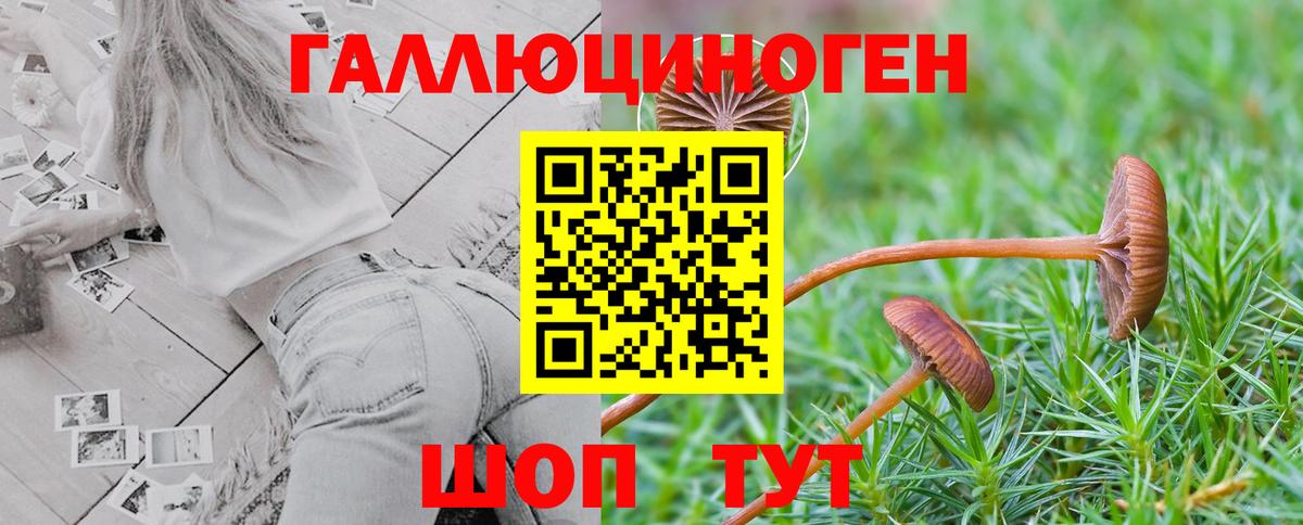 Псилоцибиновые грибы Psilocybe Советский